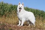 BERGER BLANC SUISSE (White Swiss Shepherd)